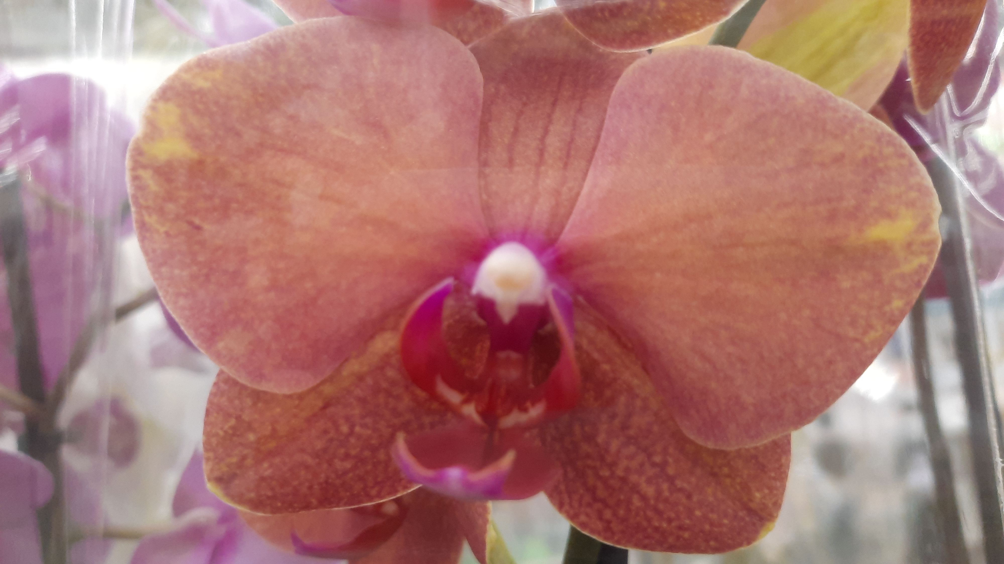 ОРХИДЕИ В ЛЕРУА //28.01.24// смотреть онлайн