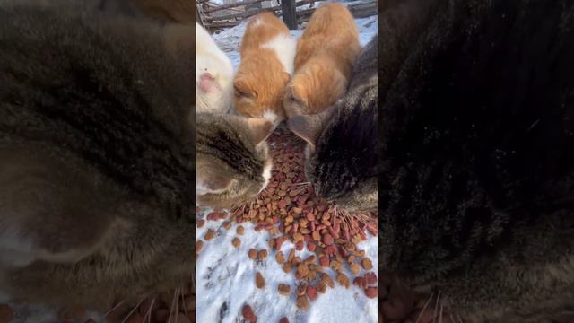 МИНУТКА ДОБРА//КОРМЛЮ ДИКИХ КОТОВ и КОШЕЧЕК смотреть онлайн