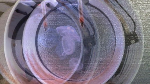 Watch these Jellyfish Grow in the Cubic Orbit 20!