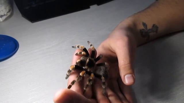 Brachypelma smithi. Домашний паук-птицеед. смотреть онлайн