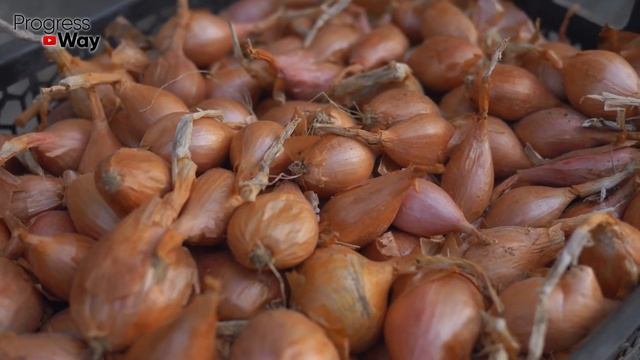 СДЕЛАЙТЕ ЭТО ПРИ ПОСАДКЕ ЛУКА ДЛЯ БОЛЬШОГО УРОЖАЯ!!! смотреть онлайн