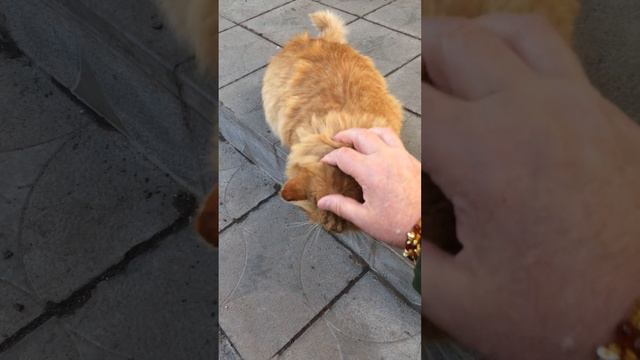 5. Эти создания Достойны Царствия Отца Небеснаго. Аминь. смотреть онлайн