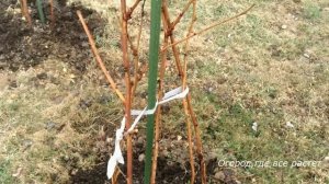 498 Подвязка малины, посаженной кустовым способом