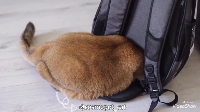 Альфред и его первое знакомство с рюкзаком CosmoPet смотреть онлайн