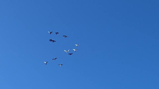 Голуби Слюнченко Ивана Поселок Орловский Ростовская Область 25.01.2023 смотреть онлайн