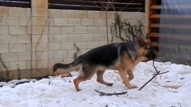 ОЧЕНЬ МОЩНЫЙ щенок НЕМЕЦКОЙ ОВЧАРКИ Йора 7 мес. Odessa. смотреть онлайн