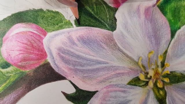 Как рисовать цветы. Сакура. Цветные карандаши. #рисование #школарисунка #цветы #рисование#видео смотреть онлайн