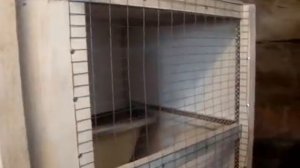 Клетка по технологии Макляк 6