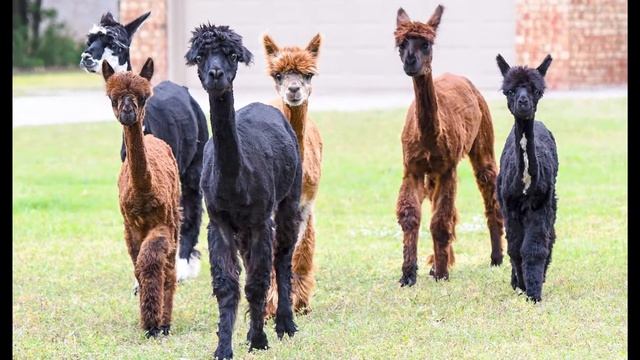FACTS about ALPACA! ?? Факти про АЛЬПАКА!!! Альпака не Лама!??? смотреть онлайн