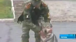 дрессировка породы волкособ