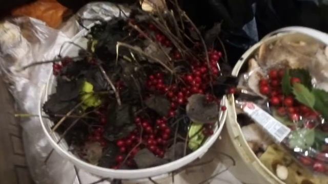 Дары леса. смотреть онлайн