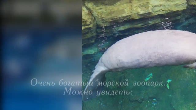 морской зоопарк океанариум SeaWorld Orlando смотреть онлайн