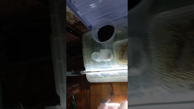обрезка цветоносы орхидеи смотреть онлайн
