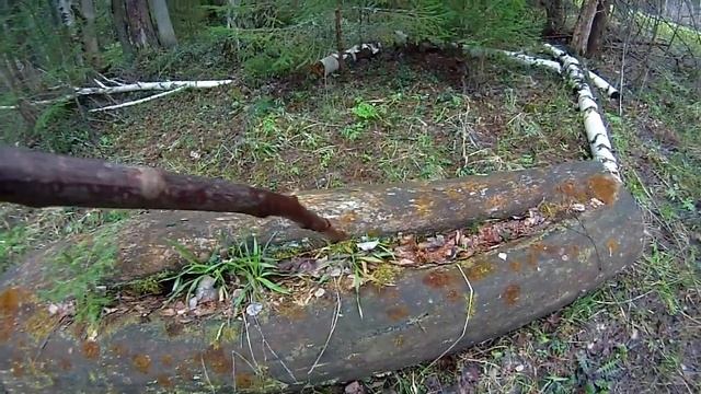 Ель из пня... смотреть онлайн