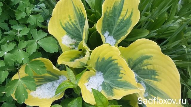 Хосты и град смотреть онлайн