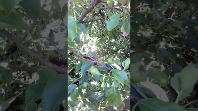 Как растут плоды на груши в июне. смотреть онлайн