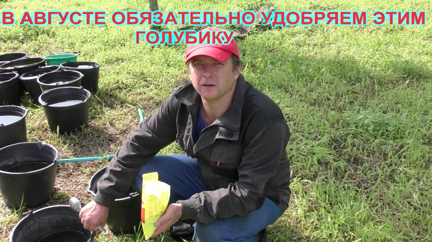 В АВГУСТЕ ОБЯЗАТЕЛЬНО УДОБРЯЕМ ЭТИМ ГОЛУБИКУ!