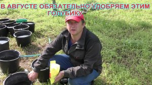 В АВГУСТЕ ОБЯЗАТЕЛЬНО УДОБРЯЕМ ЭТИМ ГОЛУБИКУ!