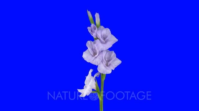 Time-lapse of opening purple gladiolus flower 3v4b in 5K Animation format with ALPHA transparency.. смотреть онлайн