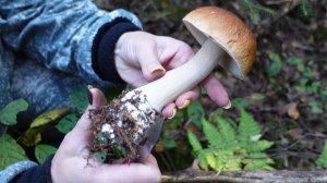 Грибная разведка 11 сентября 2023. Всеволожский район.