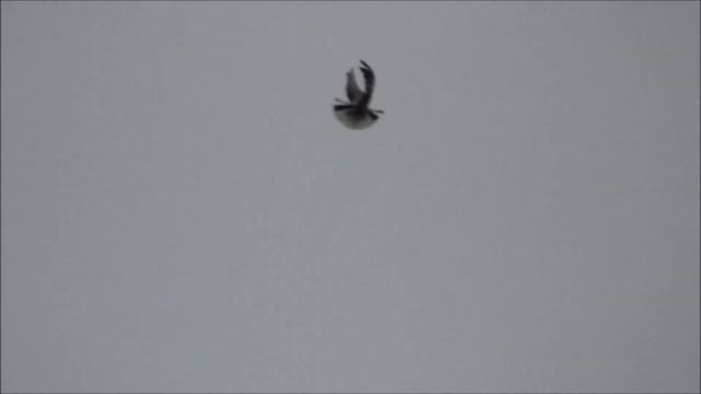 Голуби серпастые в гостях у Александра. смотреть онлайн