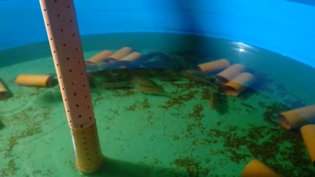 тилапия в узв смотреть онлайн