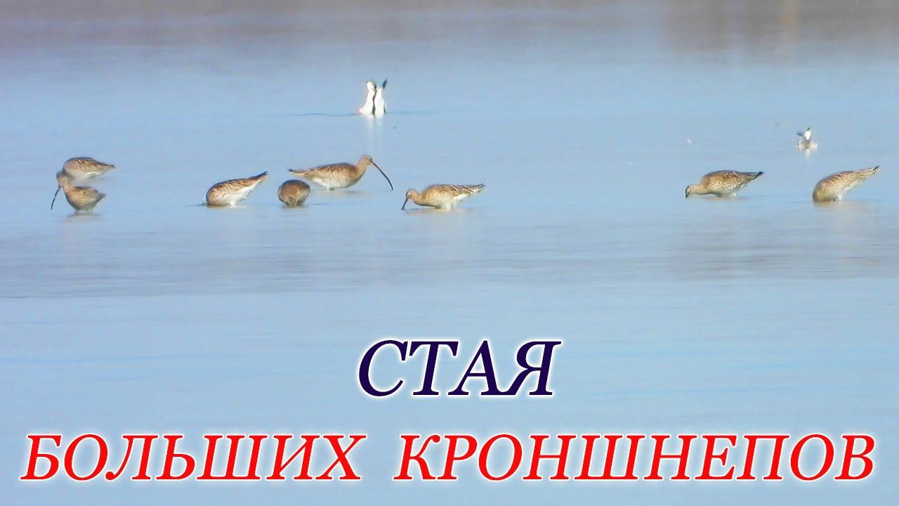 Стая Больших Кроншнепов и Пеганки с Морскими голубками на заднем плане смотреть онлайн
