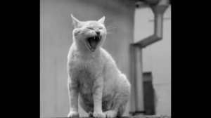 ШОК. Это не ПРИКОЛЫ С КОШКАМИ 2015, а самые реальные КОТЫ убийцы. ТОП 5