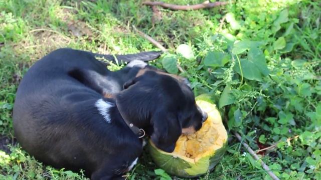 Собака вегетарианец - ест тыкву с аппетитом смотреть онлайн