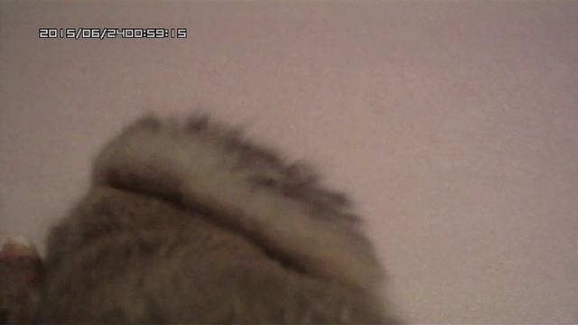 Flying Squirrel - Белка летяга. смотреть онлайн
