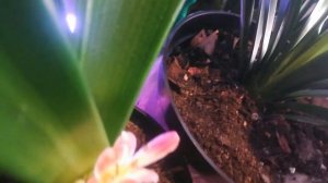 Застрявшие цветоносы, видео дневник. кливия. clivia.