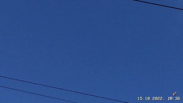 #Pigeons.Как передаются гены у голубей.