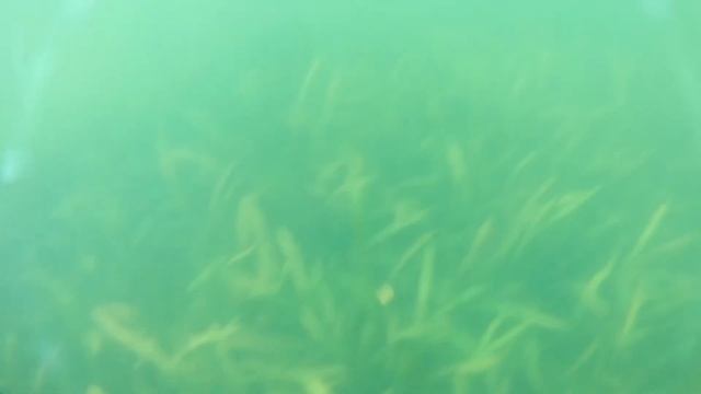 ЛОВЛЯ РАКОВ РУКАМИ!ОКТЯБРЬ.НАРВАЛСЯ НА МАСЛЯТА(Часть 1) смотреть онлайн