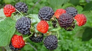 Что это за малина сорт черноплодной малины — Блэк Джевел