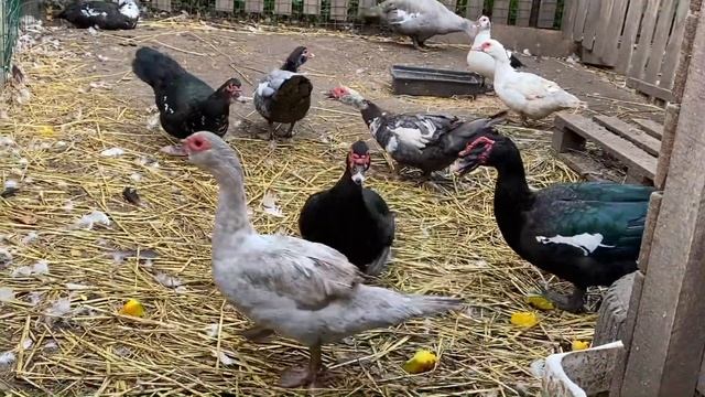Осеннее кормление птицы/ Польза тыквы/Итог по скрещиванию уток/ Руанскийбегунок самое то на мясо.