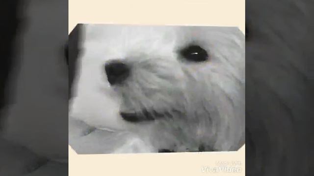 Моя собака смотреть онлайн