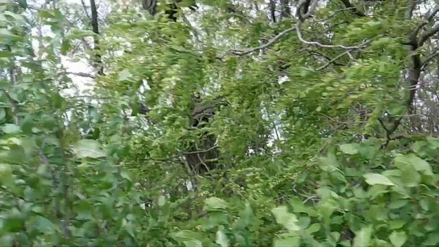 Акация 25.05.2021