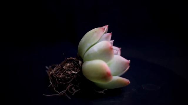 Echeveria Orange Juice смотреть онлайн