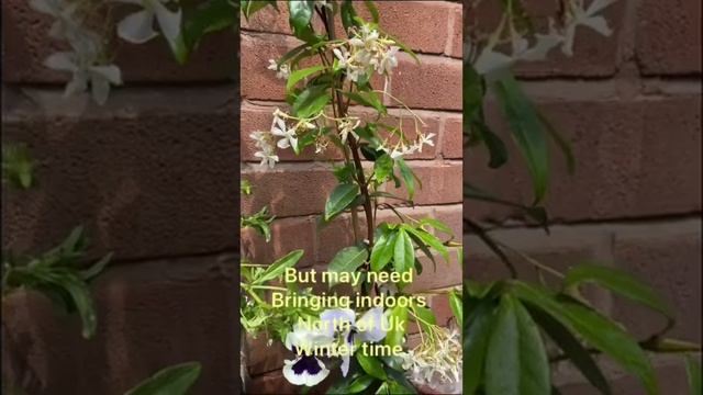 Star jasmine. Trachelospermum jasminoides смотреть онлайн