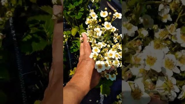 Земляника+Клубника=Земклуника ананасная цветёт. #ягода #огород смотреть онлайн