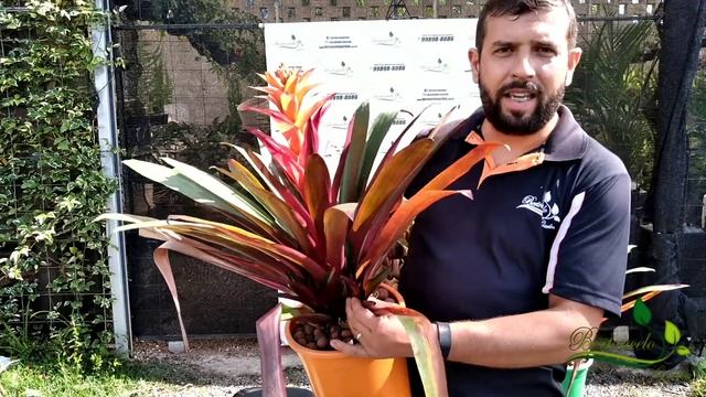 Bromélia Guzmania смотреть онлайн