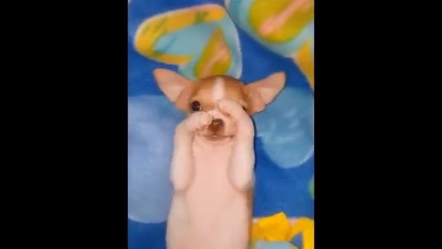 Baby Chihuahua Signs For MORE Belly Rubs смотреть онлайн
