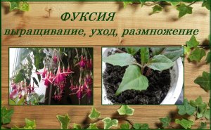 Фуксия - выращивание, уход, размножение