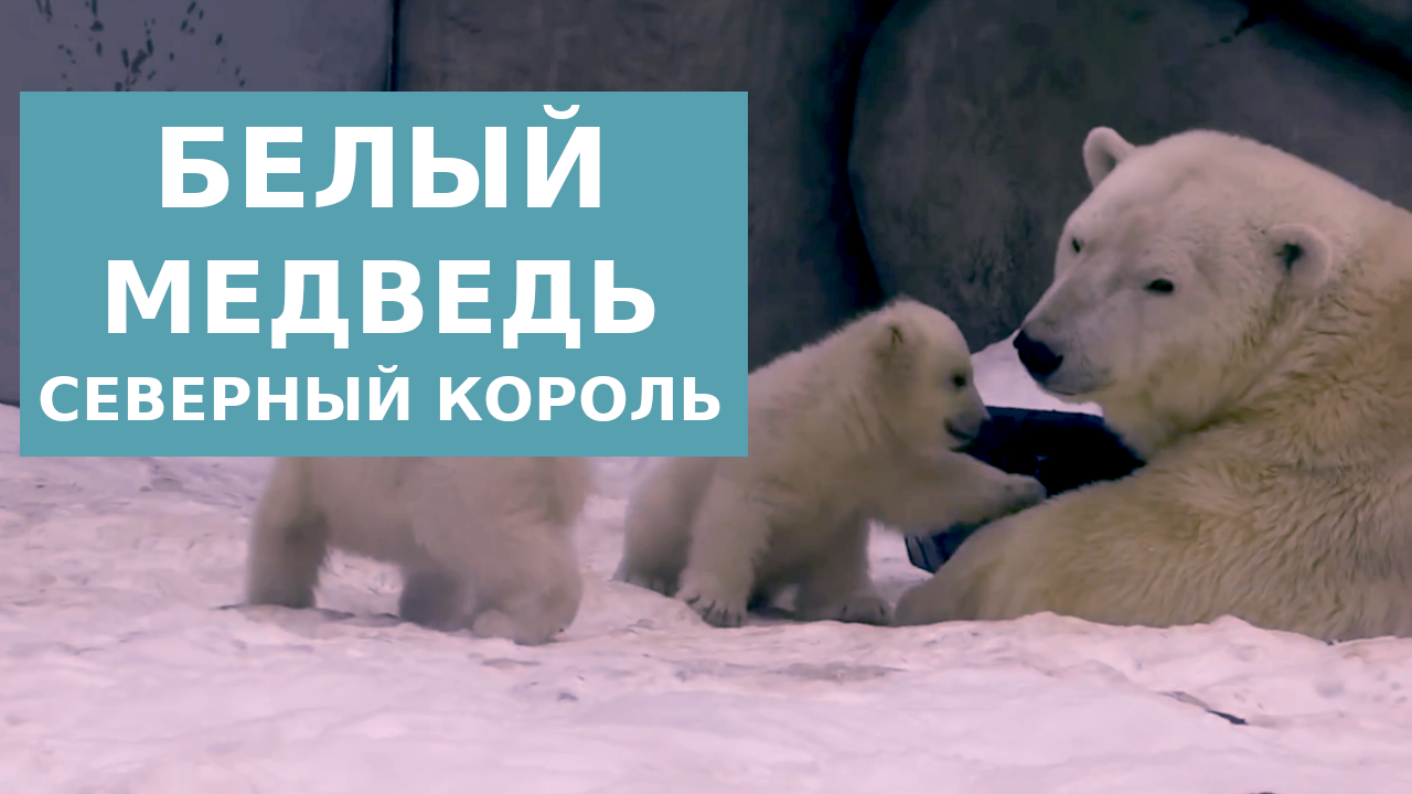 Белый медведь - морской медведь смотреть онлайн