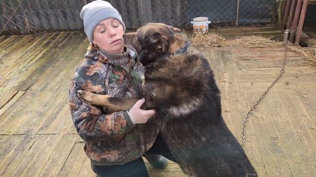 Вредитель Граф, весна и голодные придворные смотреть онлайн