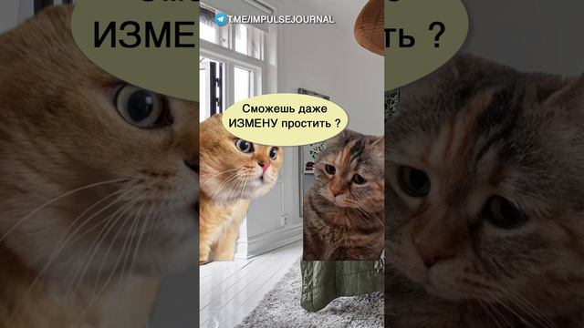 Цена прощения #мыкотики #вмем #разговор #анекдот #шутки #кот #юмор #смешное #прикольно #мемы #cat смотреть онлайн
