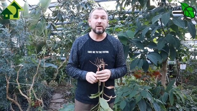 Этого об ИМБИРЕ вы точно не знали Сажаем имбирь... в теплицу. Живая мульча. смотреть онлайн
