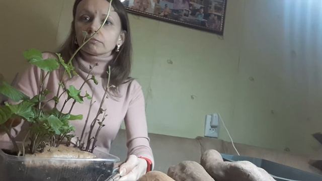 Обрезка ростков батата, сорта батата, слипы батата, когда сажать батат смотреть онлайн