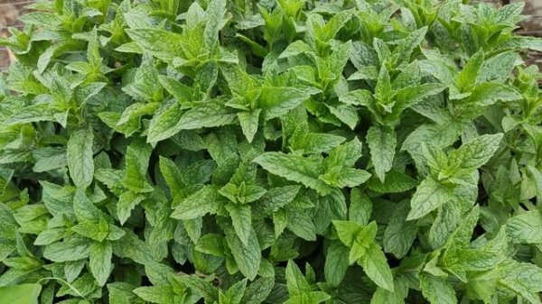 мята ,сорт Iced Hazelnut Latte Mint / Ледяной латте с фундуком. обзор сорта .