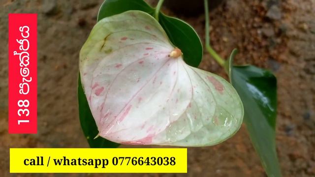 වටිනා ඇන්තූරියම් වර්ග සොයන අයෙකුට මල් සමඟ මෙම පැකේජය | beautiful anthurium | anthurium plants смотреть онлайн